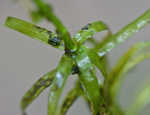 Brazilian waterweed